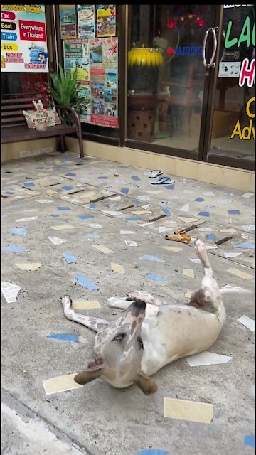 A Man Playing with a Dog