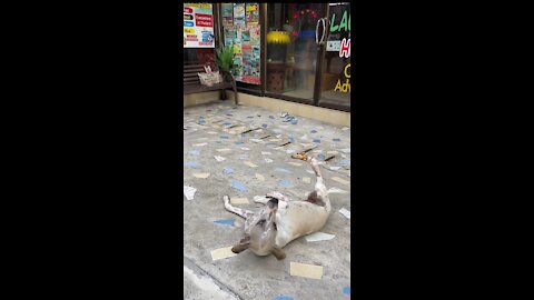 A Man Playing with a Dog