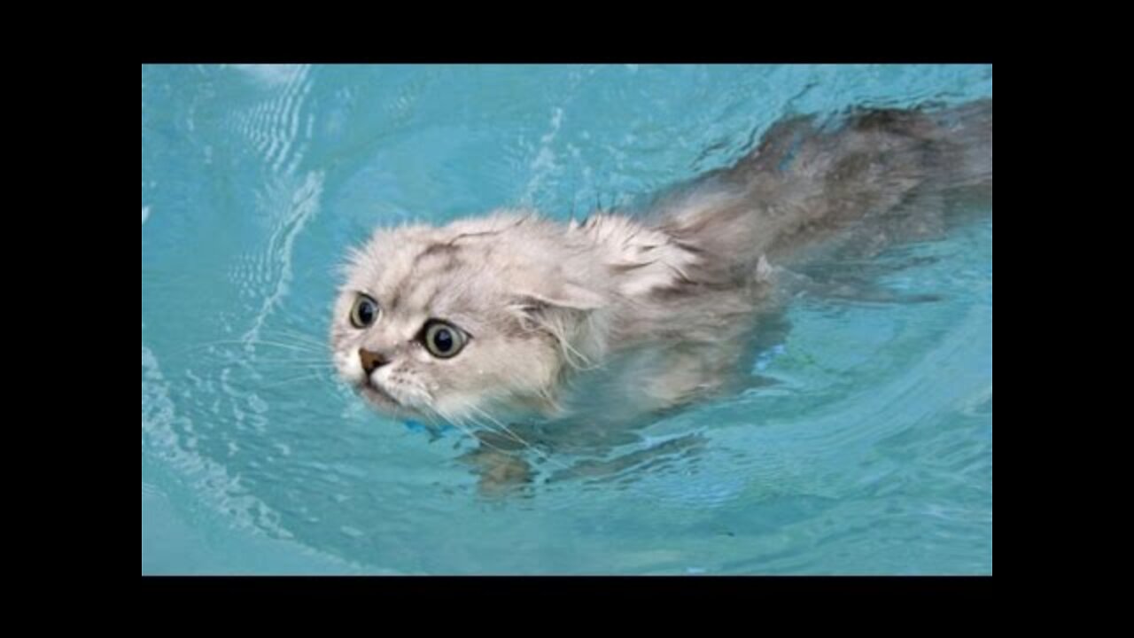 Funny Cats in Water Cats Love Water Video Compilation