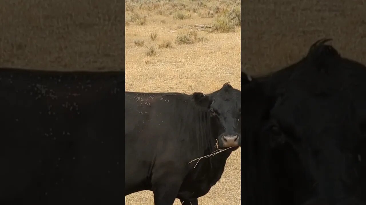 Cow Needs Ride Into Town