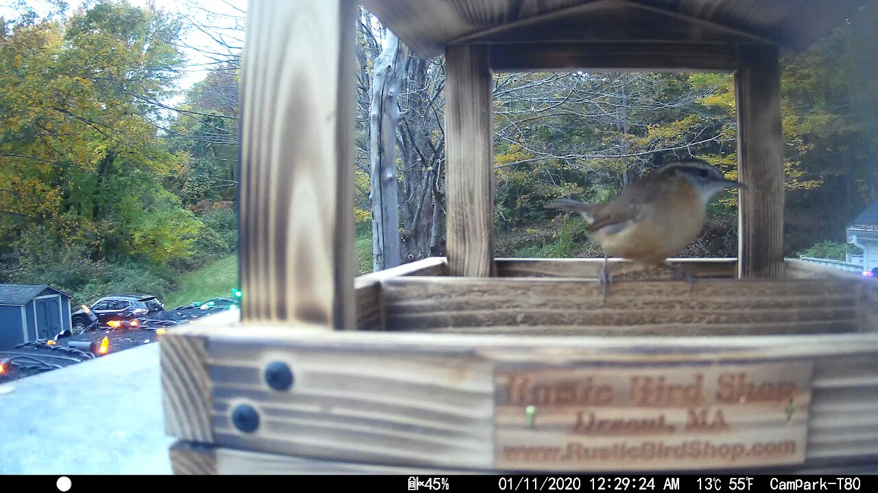 Carolina Wren. One of my favorite song birds