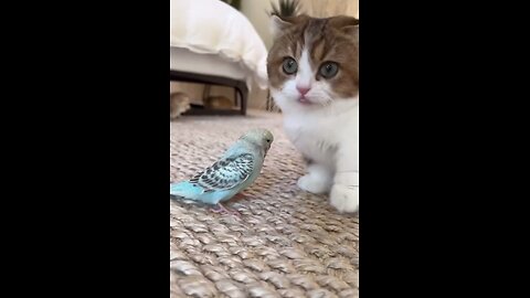 Satisfying Cat Videos