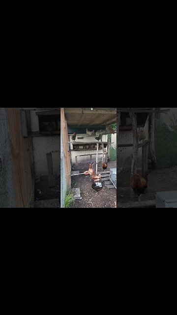 Getting Ready For Bed #chickens