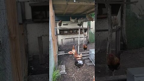 Getting Ready For Bed #chickens