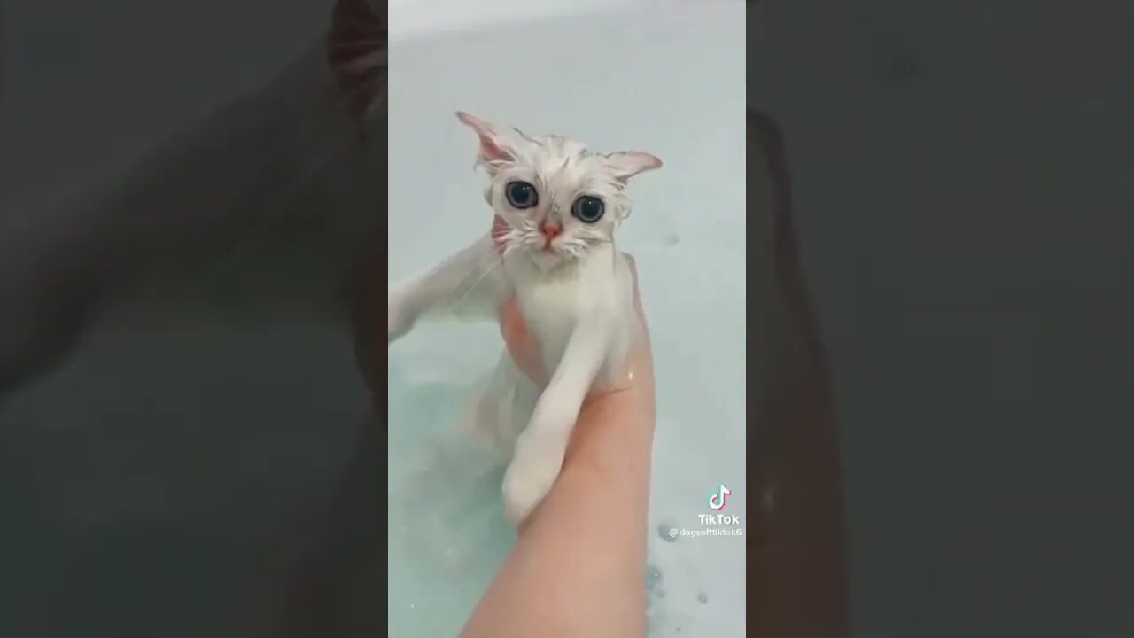 melted animals