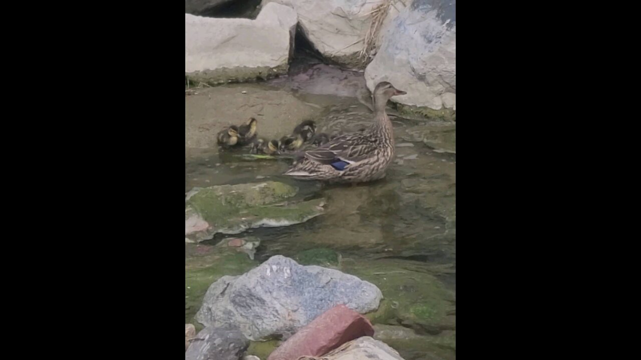 BABY DUCKLINGS AND MOMMA DUCK SWIMMING