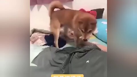 Naughty Animals