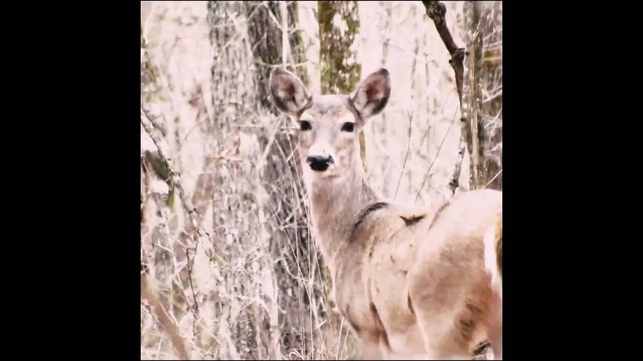 Deer in the forest
