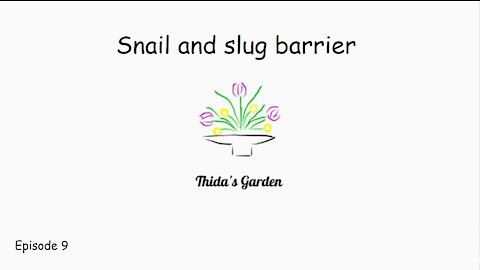 My snail and slug barrier