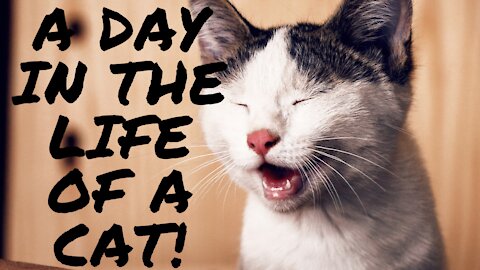 Funny Day In the Life of a Cat