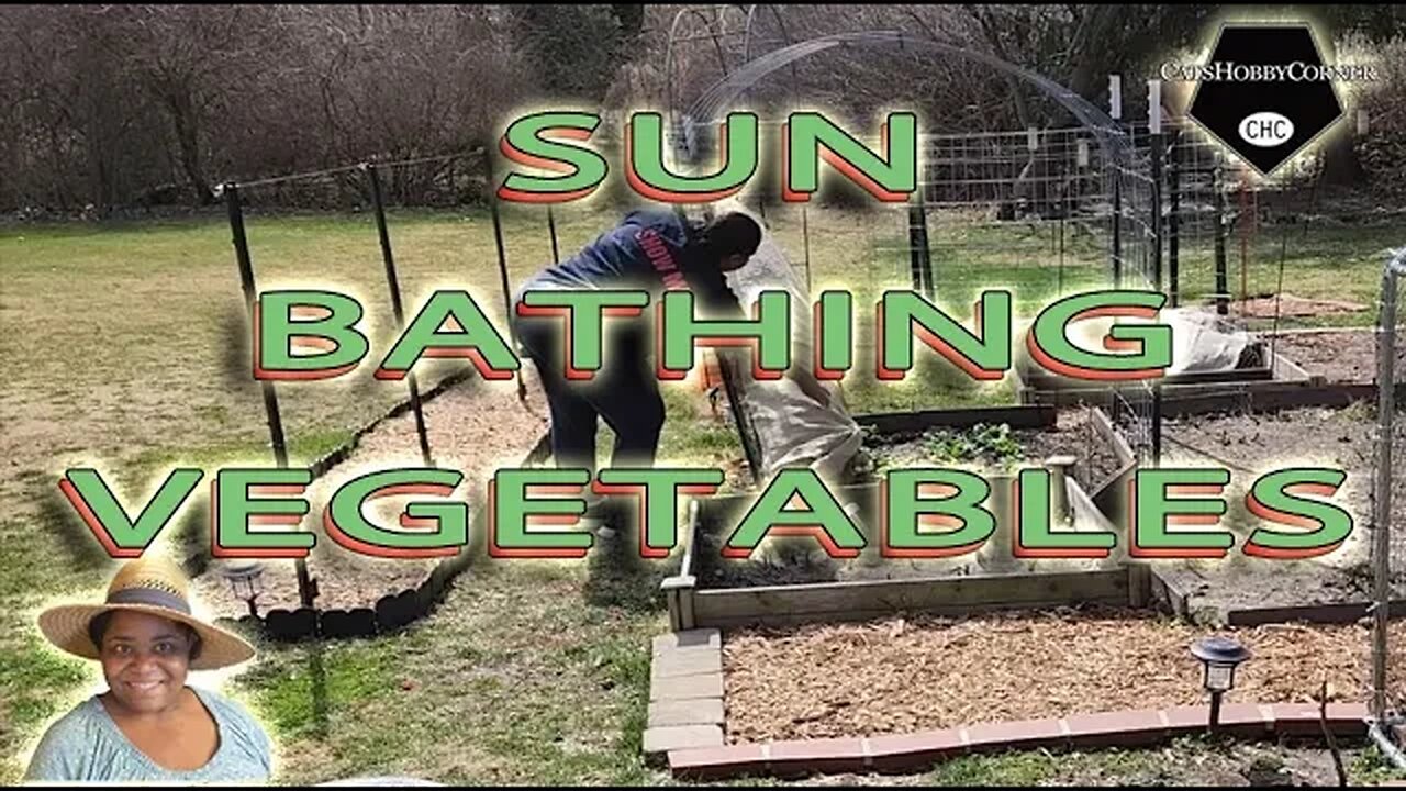 Sun Bathing #veggies & #garden #preparation - #catshobbycorner