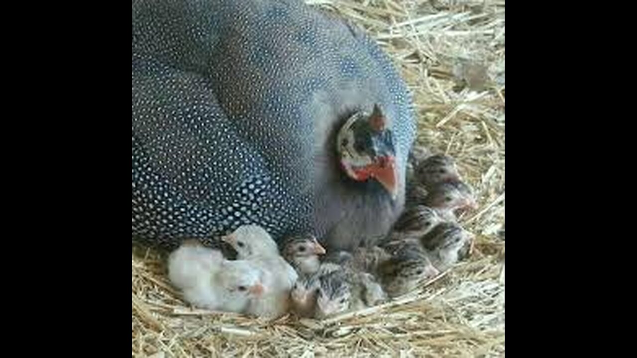 A beautiful bird with its eggs and chicks😍