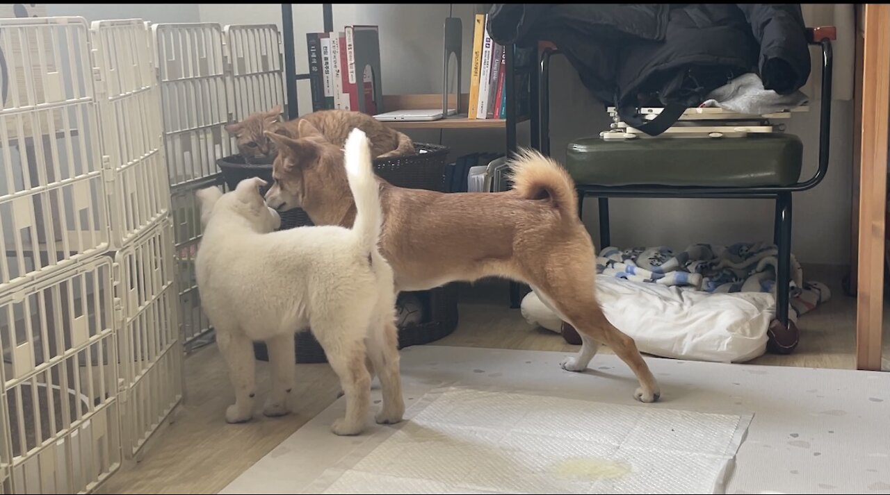 Old cat loves? Shiba and baby jindo