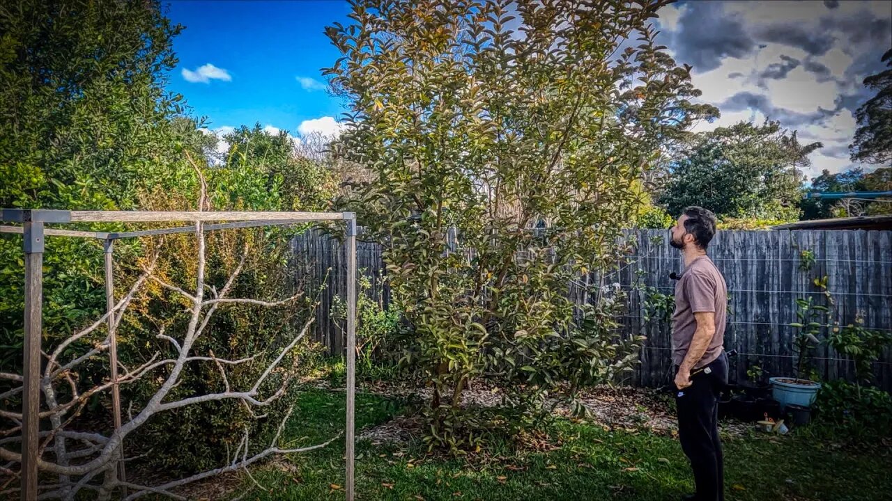 Pruning a Hawaiian guava tree