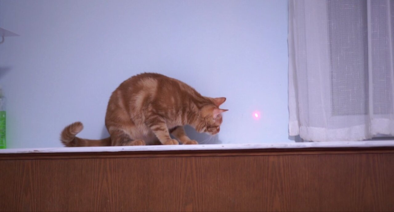 cat chasing laser beam