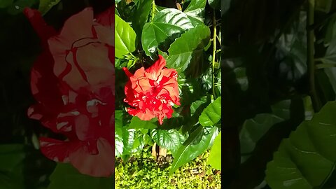 #viral #shortsvideo #flower #natureza #viralshort #shortvideos #vídeo