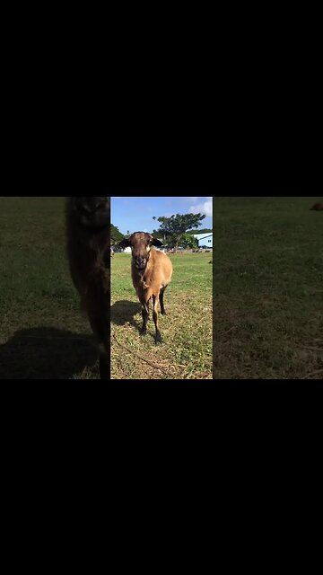 DEFENDER THINKS HE IS TOUGH