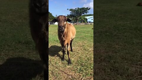 DEFENDER THINKS HE IS TOUGH