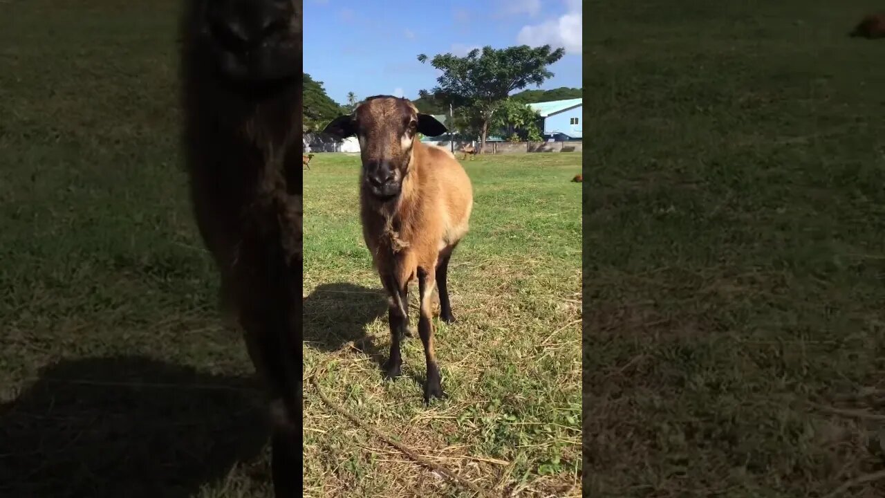 DEFENDER THINKS HE IS TOUGH
