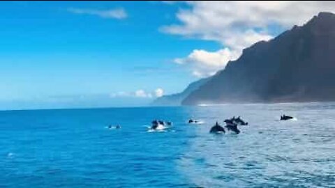 Mais de cem golfinhos surpreendem turistas no Havaí