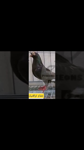 حمام الترافنيك الناذر كيوت روعة