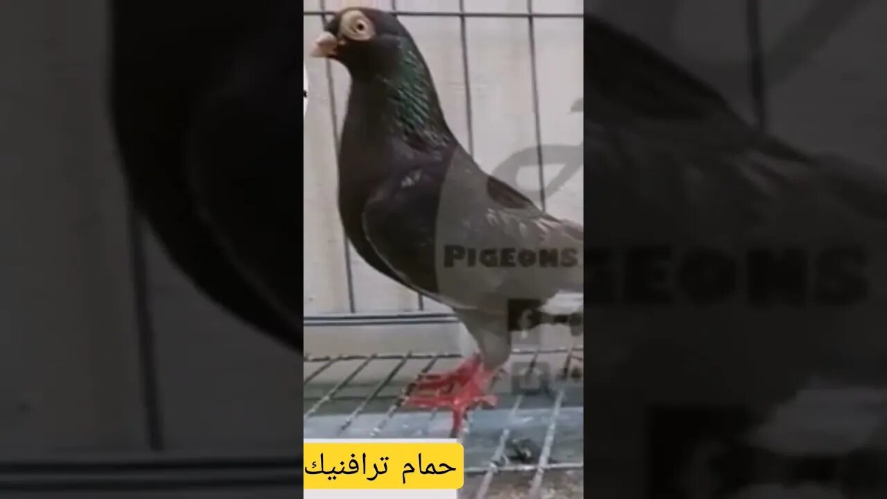 حمام الترافنيك الناذر كيوت روعة