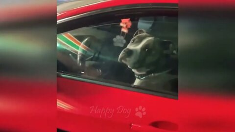 Funny animal videos Funny cats dogs Funny animals 247 ##### 13
