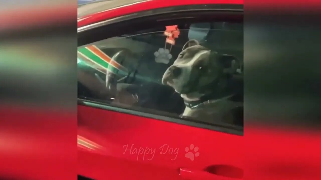 Funny animal videos Funny cats dogs Funny animals 247 ##### 13
