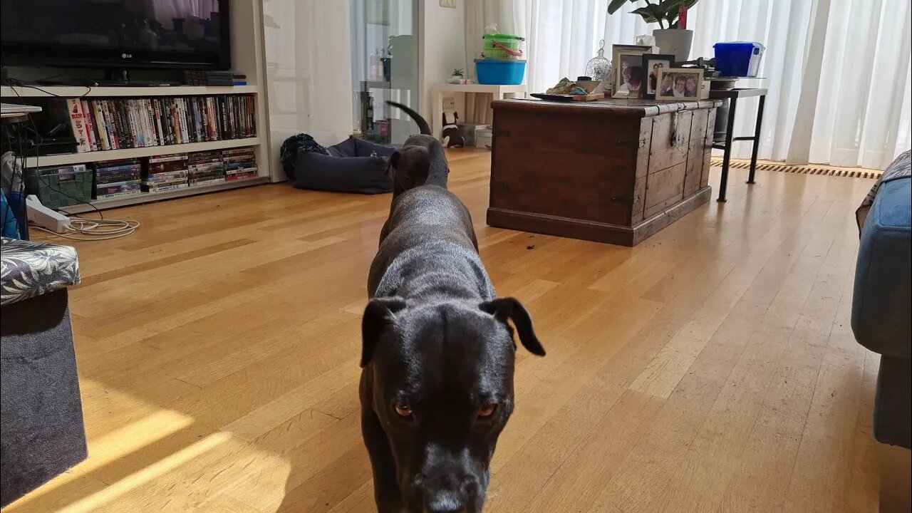 MY PERSONAL VIEWS on what makes a dog a GOOD DOG for my SITUATION. FAMILY MAN in a CITY ENVIRONMENT