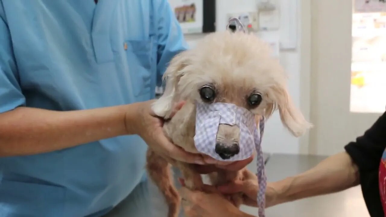 A 13yearold thin poodle came for dental scaling