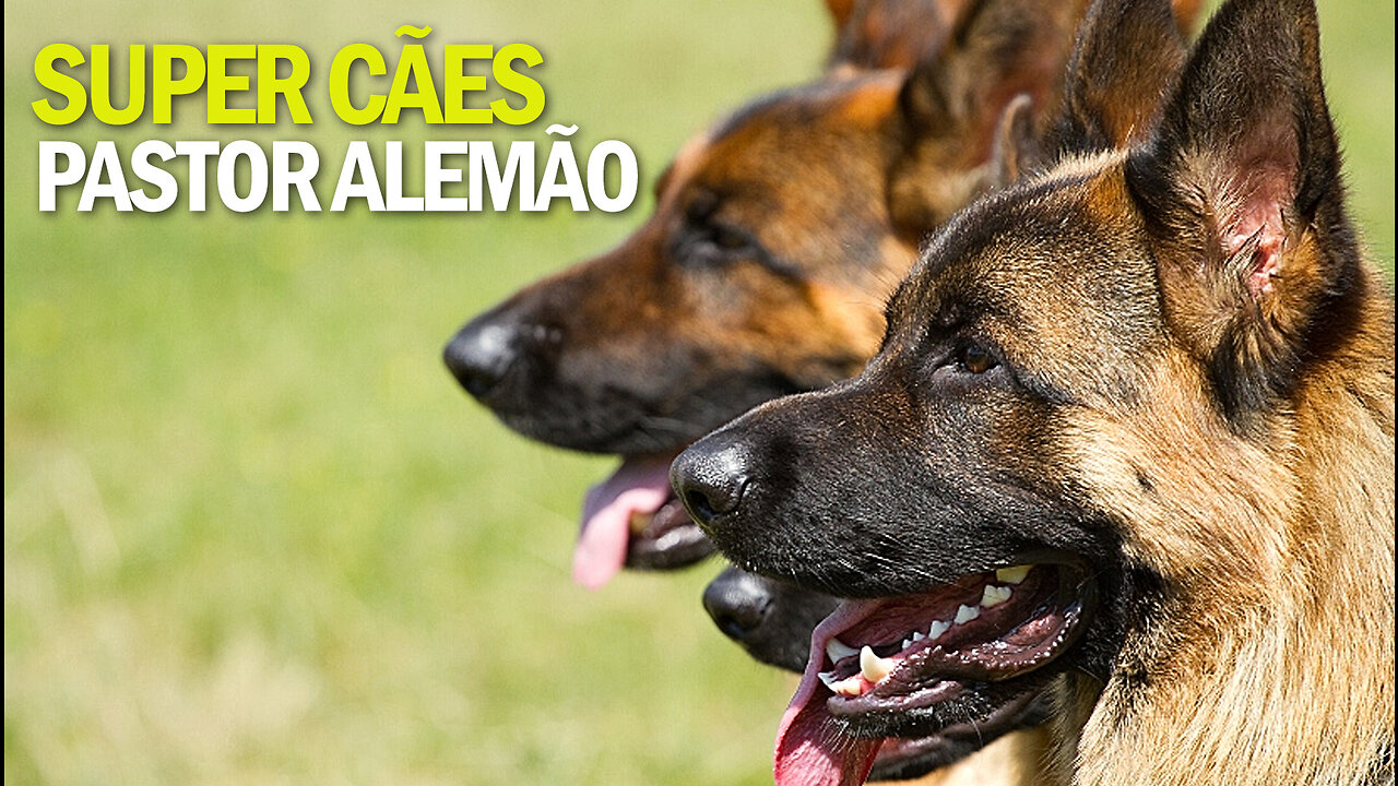 Super Cães | Pastor Alemão | German Shepherd | JV Jornalismo Verdade