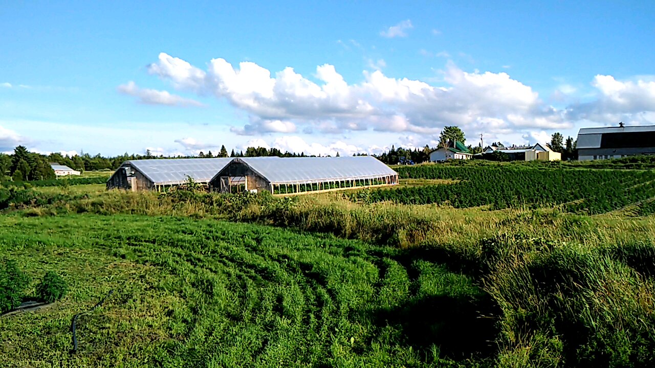 FIELDS OF CANNABIS