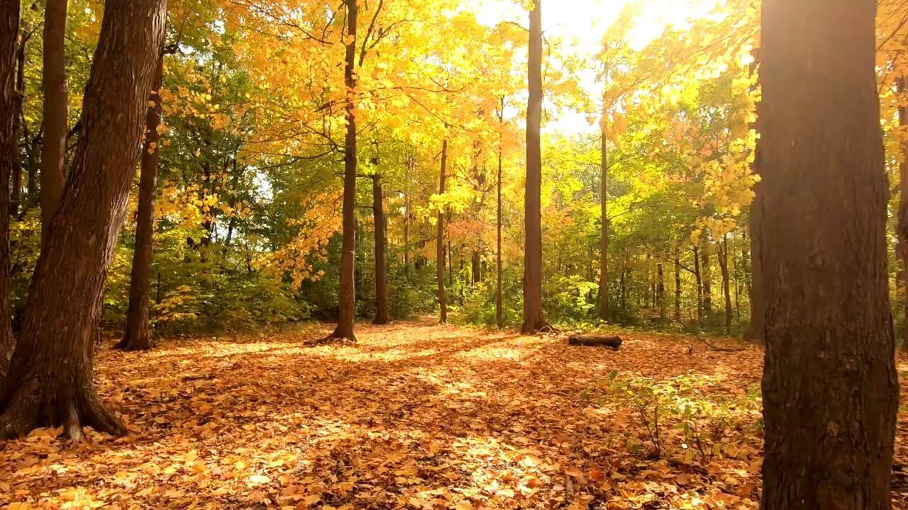 "Golden Tranquility: Exploring the Autumn Forest"