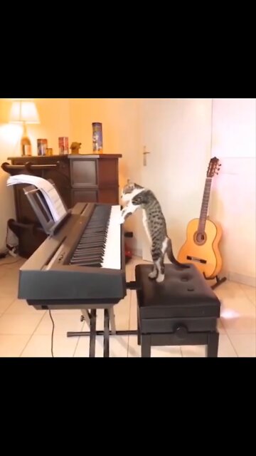 6 Most talented Cats in the World