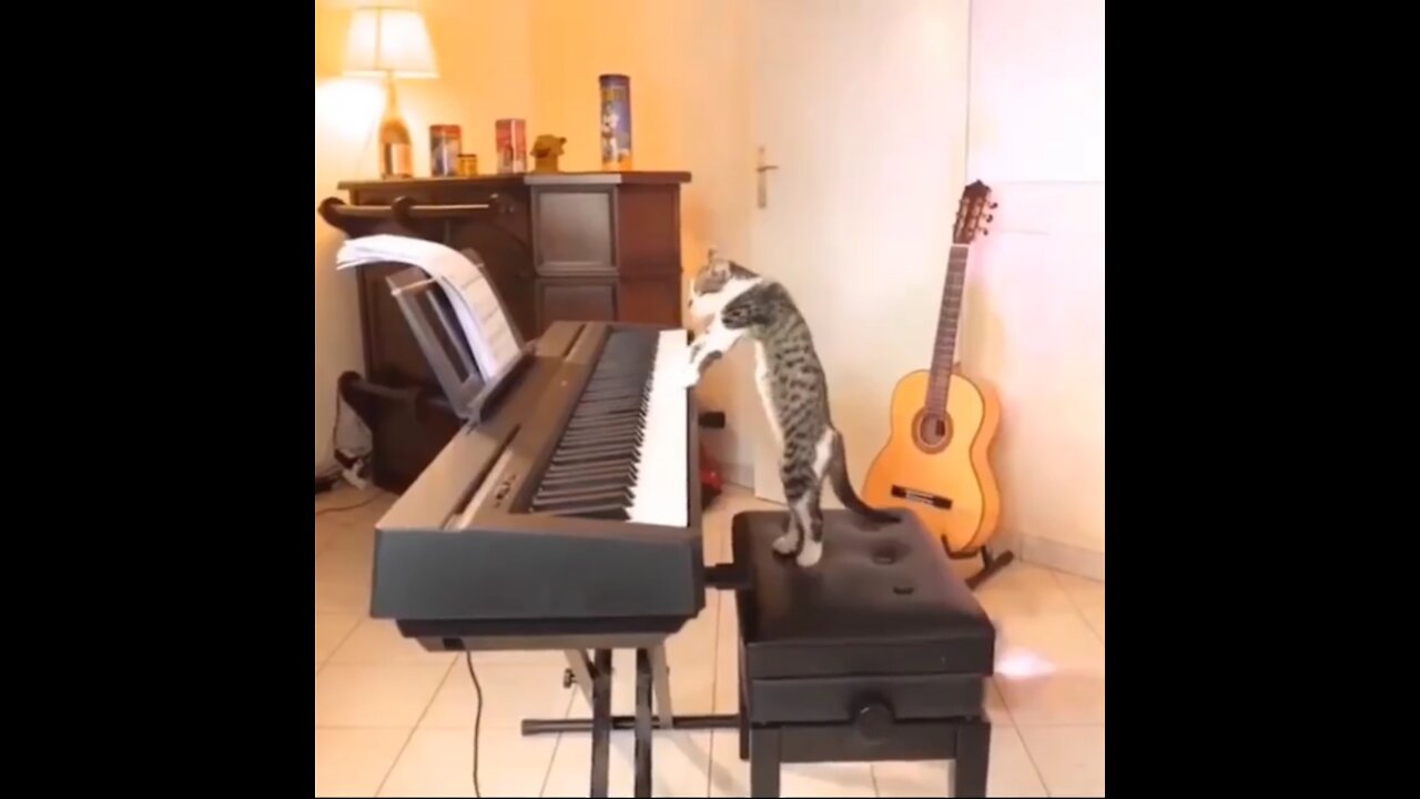 6 Most talented Cats in the World