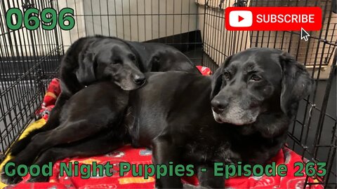 [0696] GOOD NIGHT PUPPIES - EPISODE 263 [#dogs #doggos #doggies #puppies #dogdaycare]