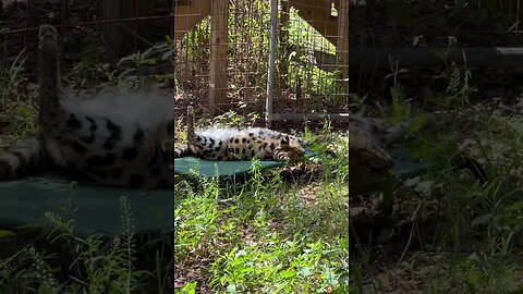 Sunbathing Nala Serval