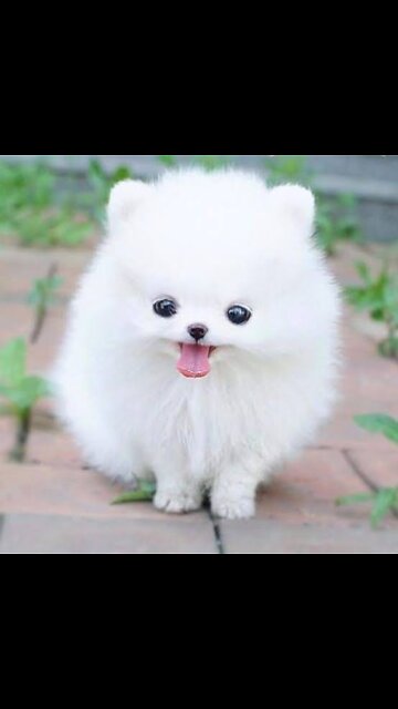 Cute Dog short video| Cute Puppy shorts । Funny videos। Videos #shortvideo #cutedog #dogs #shorts