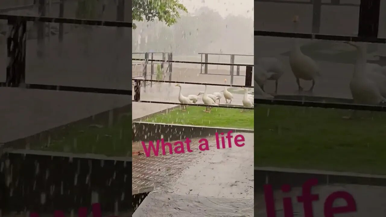 Donald Ducks family enjoying Rain and life both #viral #rain #duck #life