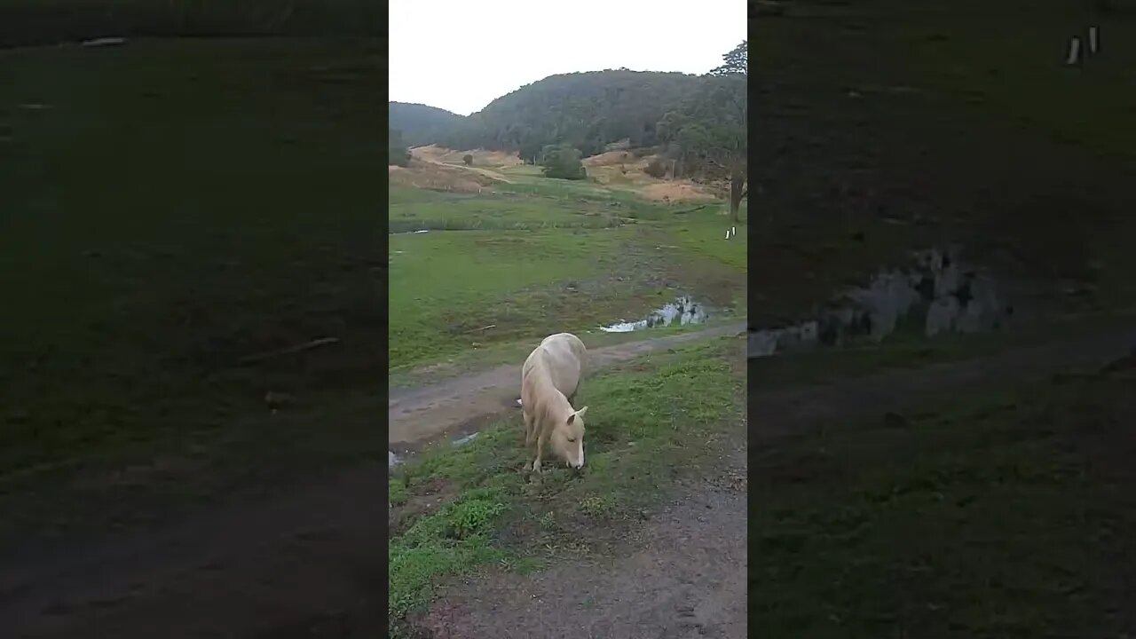Palomino brumby