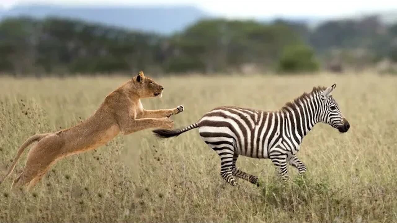 Wild Lion Eats Zebra Cakes