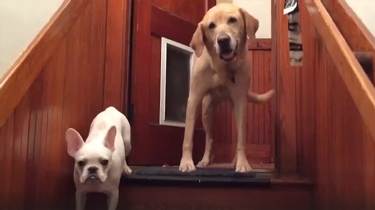 Big Brother Shows Scared Puppy How To Use Stairs