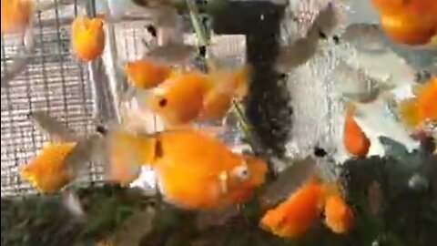 Balloon Molly fish ready to give birth
