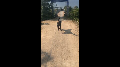 He really likes going across the suspension bridge
