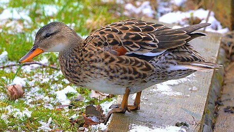 The New Camera Shy Gadwall Duck Female in Close-up