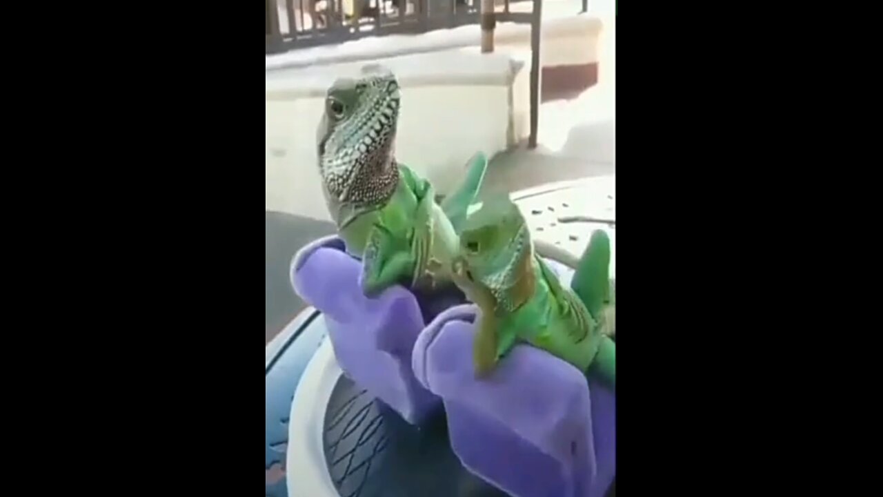 Funny Animal video