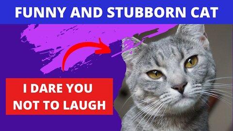 Funny and Stubborn Cat - I dare you not to laugh