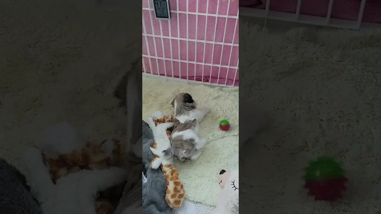 Solomon: Having A Ball