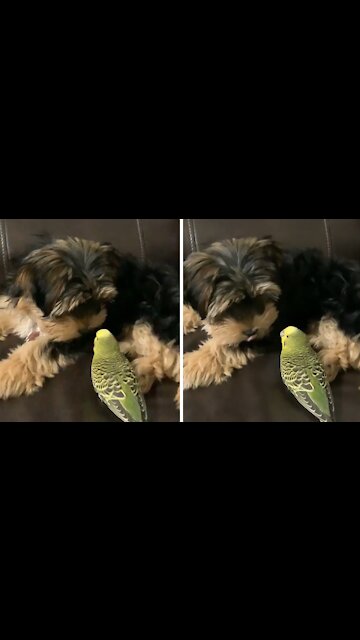 Yorkie Gives Parrot Best Friend A Loving Kiss