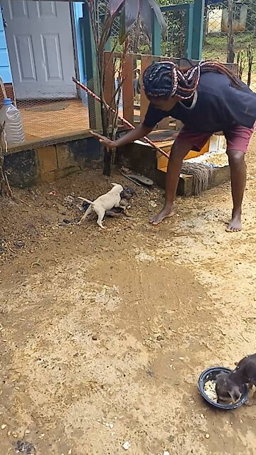 dogs with human nature